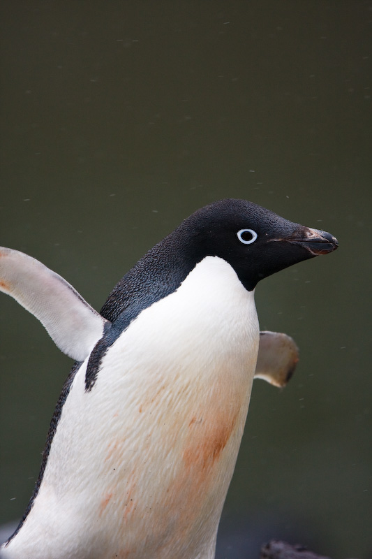 Adélie Penguin